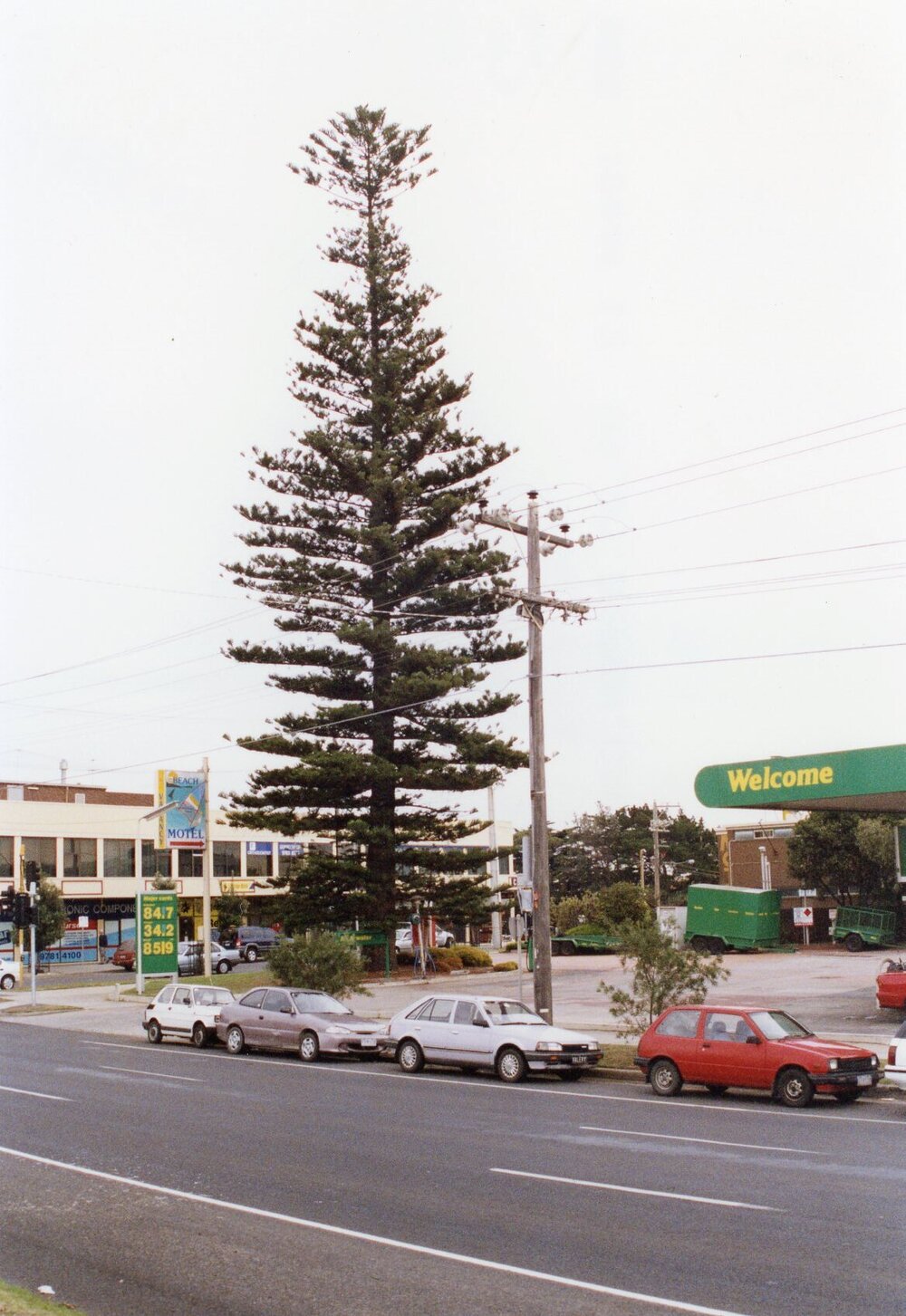 Norfolk Island Pine Tree