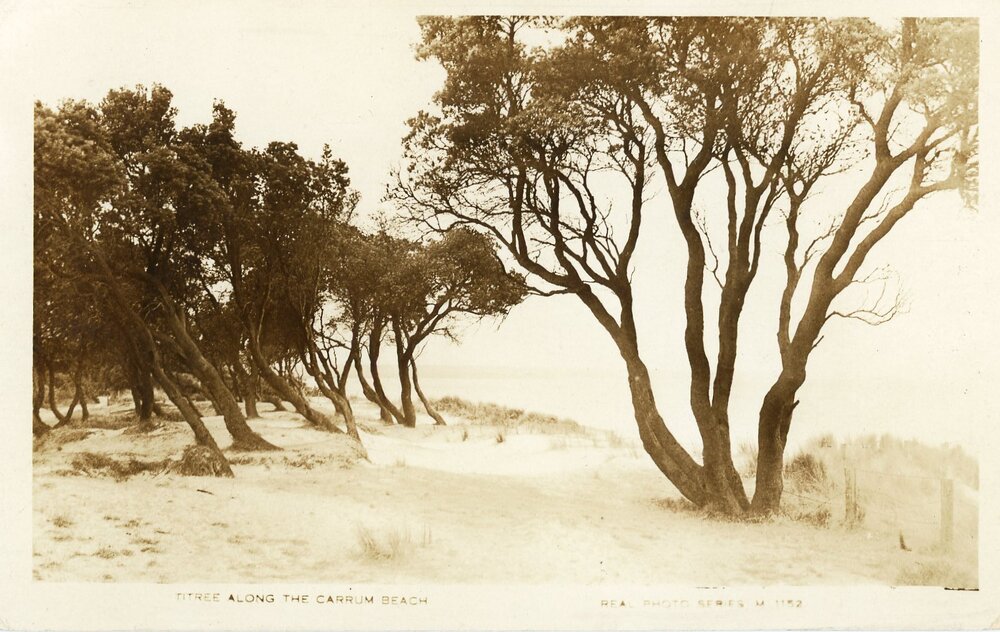 Postcard - Carrum - 011