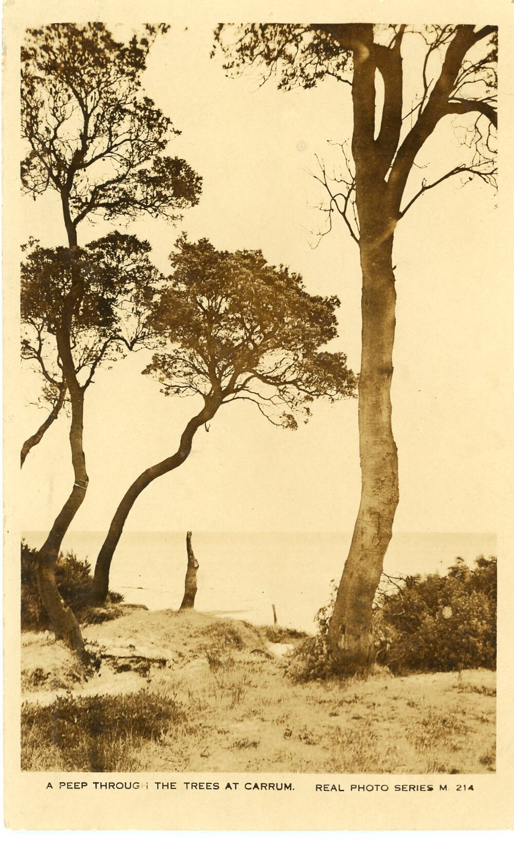 Postcard - Carrum - 012