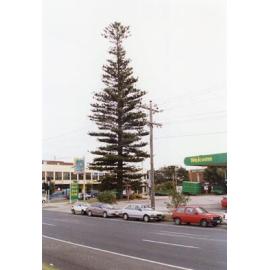 Norfolk Island Pine Tree