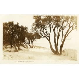 Postcard - Carrum - 011