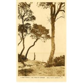 Postcard - Carrum - 012