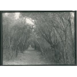 Lover's Lane, the Seaford Foreshore in the early 1930's