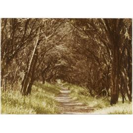 The Seaford Foreshore, circa 1970 -- The old bicycle track 