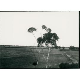 Probably the intersection of Wells and Seaford Roads in Seaford with the railway convertor station in the background 